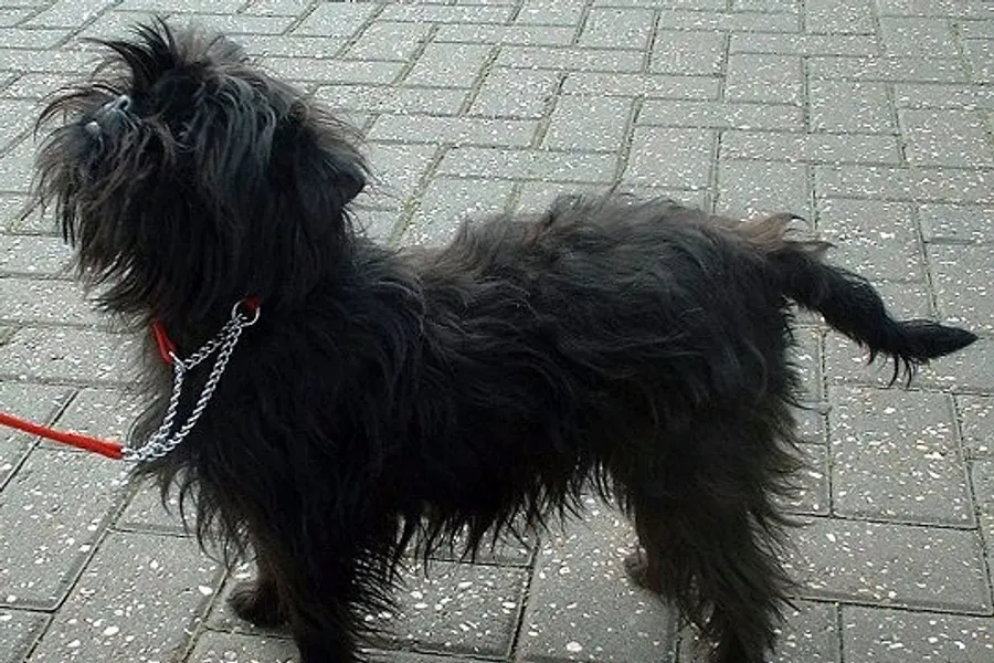 A Affenpinscher, a toy dog of the toy group