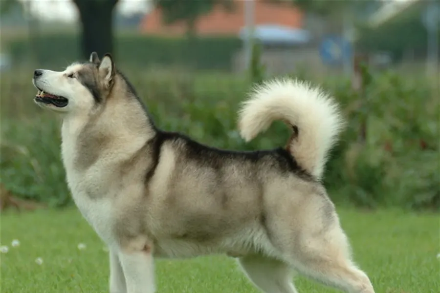 A Alaskan Malamute, a large dog of the working group