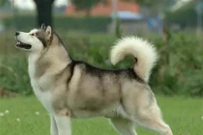 A Alaskan Malamute