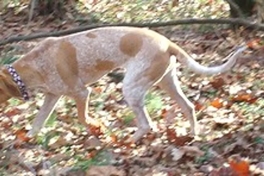 A American English Coonhound, a large dog of the hound group
