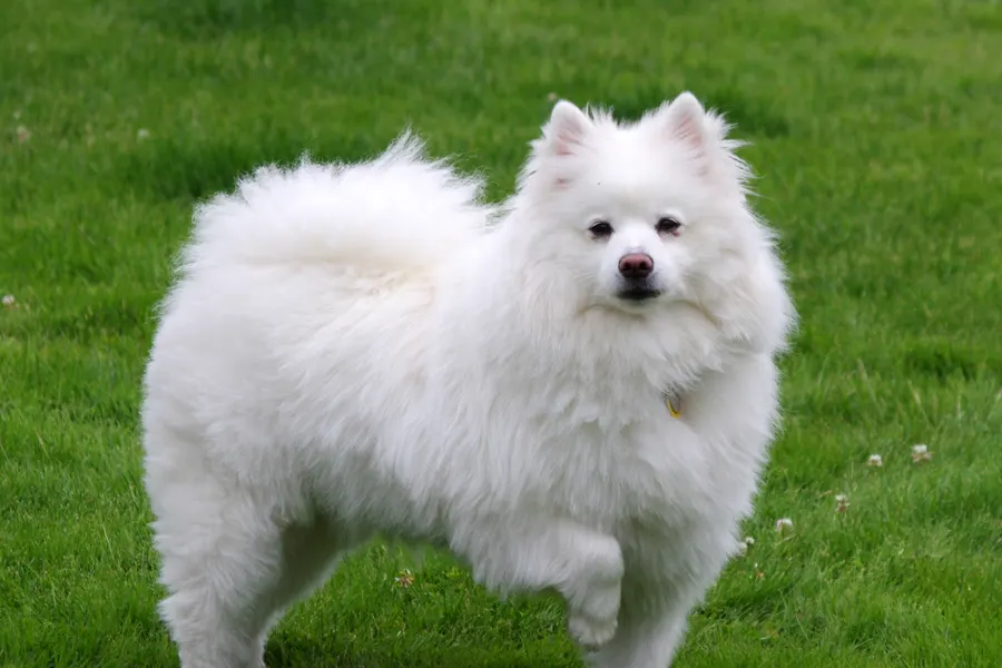 A American Eskimo Dog, a medium dog of the non-sporting group