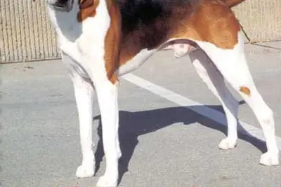A American Foxhound