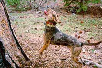 A American Leopard Hound