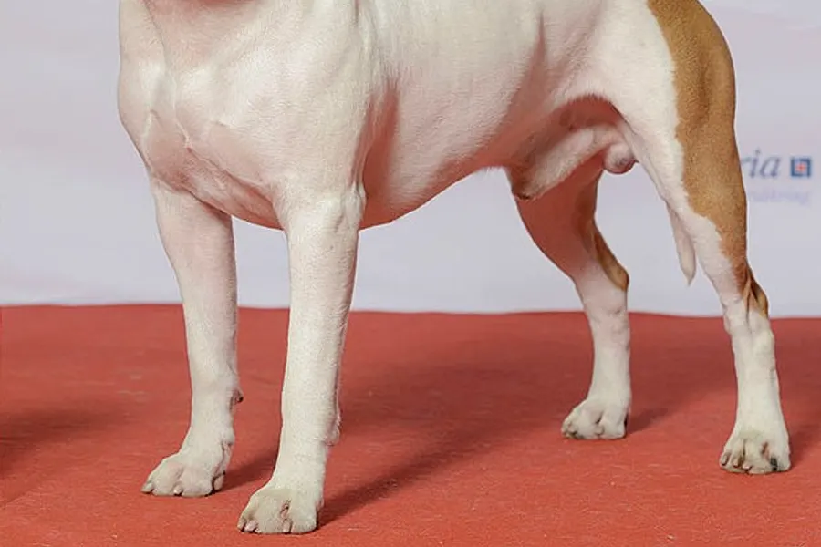 A American Staffordshire Terrier, a large dog of the terrier group