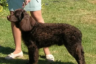 A American Water Spaniel