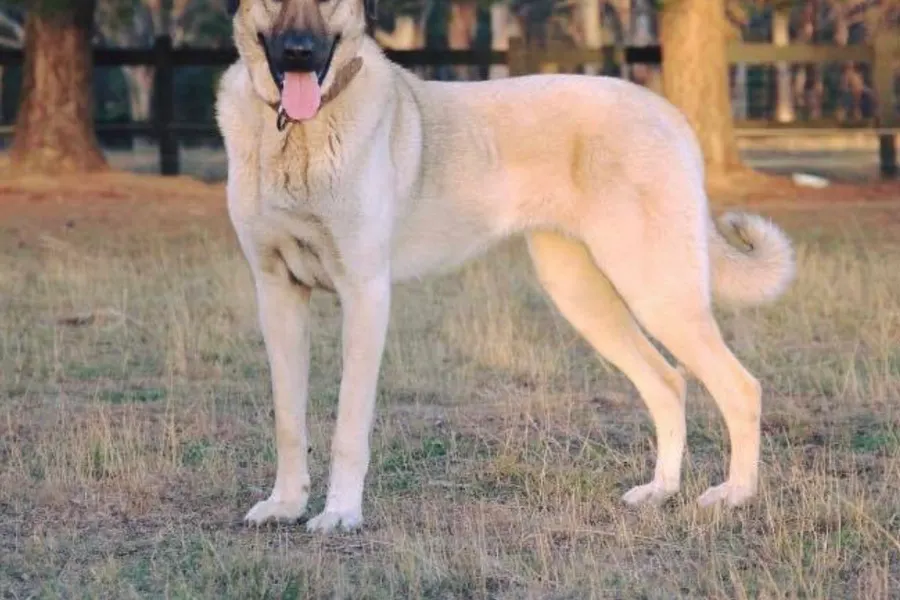 A Anatolian Shepherd Dog, a giant dog of the working group