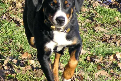 A Appenzeller Sennenhund