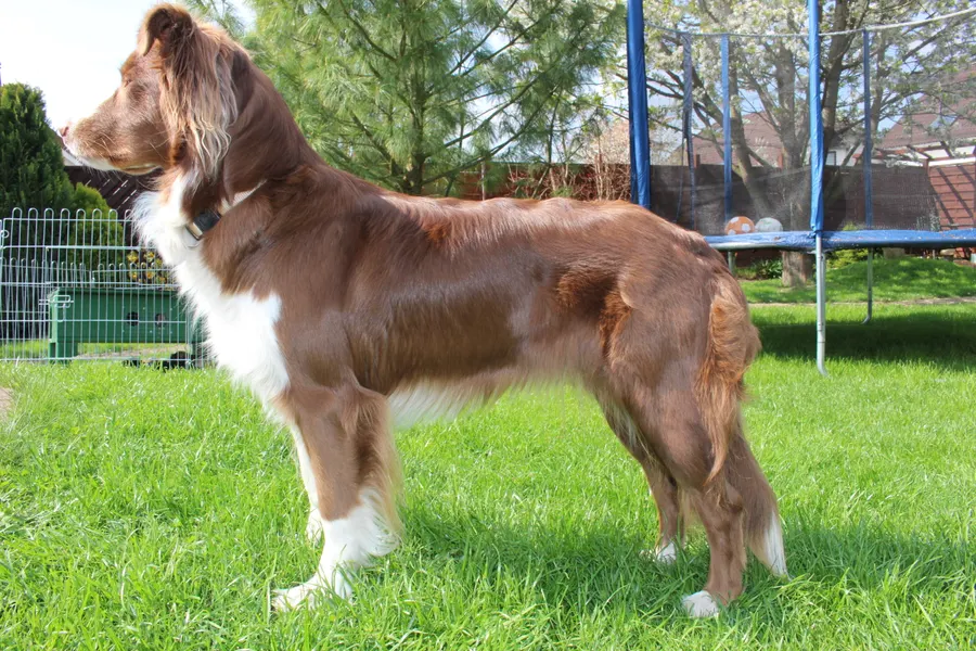A Australian Shepherd, a large dog of the herding group