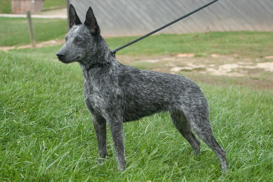 A Australian Stumpy Tail Cattle Dog, a medium dog of the foundation stock service group