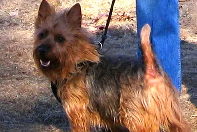 A Australian Terrier