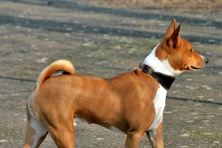 A Basenji, a small dog of the hound group