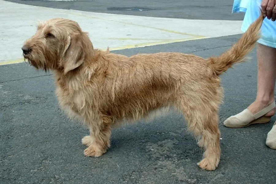 A Basset Fauve de Bretagne, a medium dog of the foundation stock service group