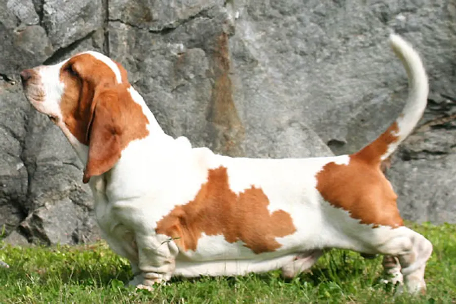A Basset Hound, a large dog of the hound group