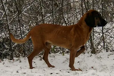 A Bavarian Mountain Scent Hound