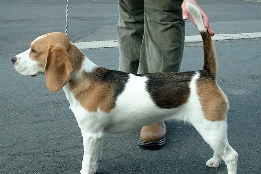 A Beagle, a medium dog of the hound group