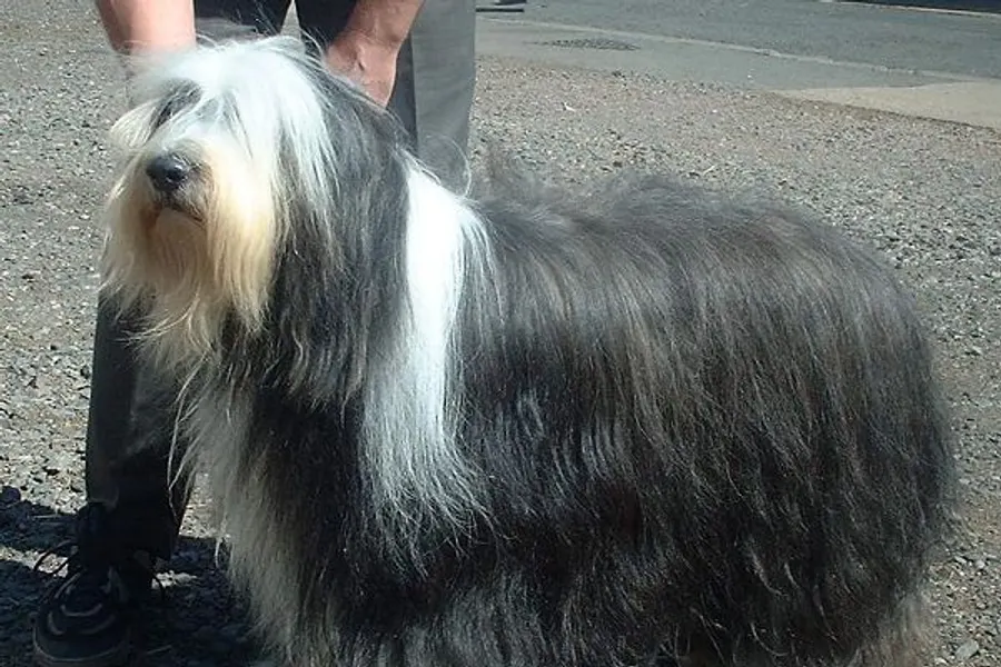 A Bearded Collie, a medium dog of the herding group