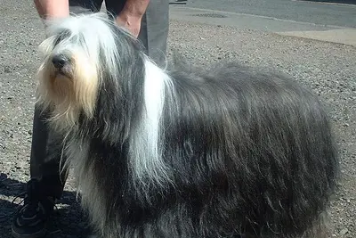 A Bearded Collie