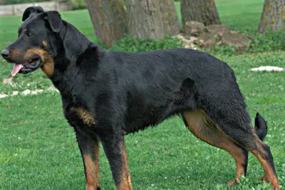 A Beauceron