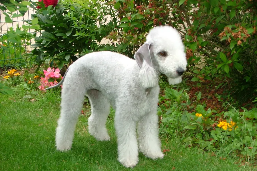 A Bedlington Terrier, a small dog of the terrier group