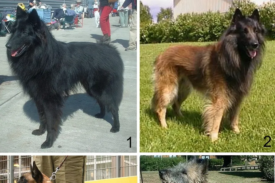 A Belgian Malinois, a large dog of the herding group