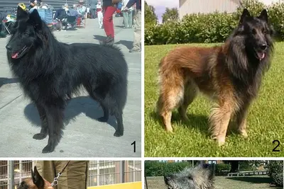 A Belgian Tervuren