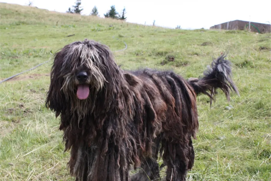 A Bergamasco Sheepdog, a large dog of the herding group