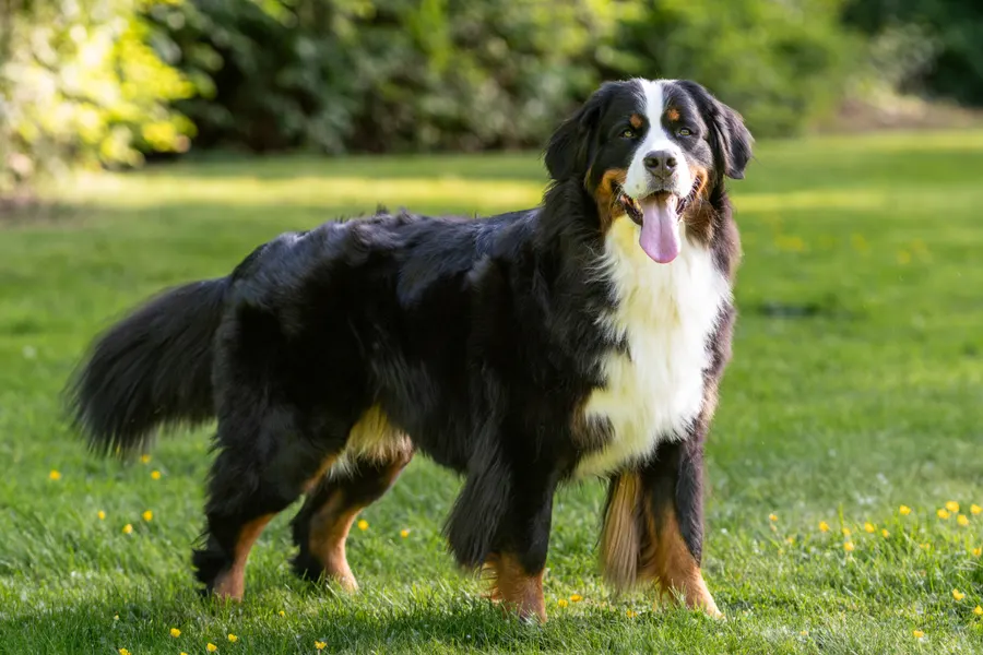 A Bernese Mountain Dog, a large dog of the working group