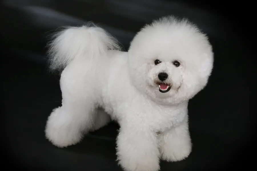 A Bichon Frise, a small dog of the non-sporting group
