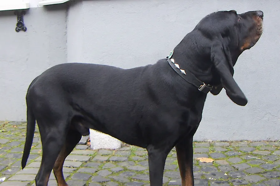 A Black and Tan Coonhound, a large dog of the hound group