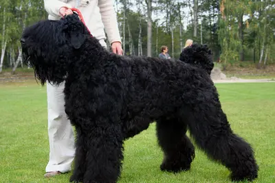 A Black Russian Terrier