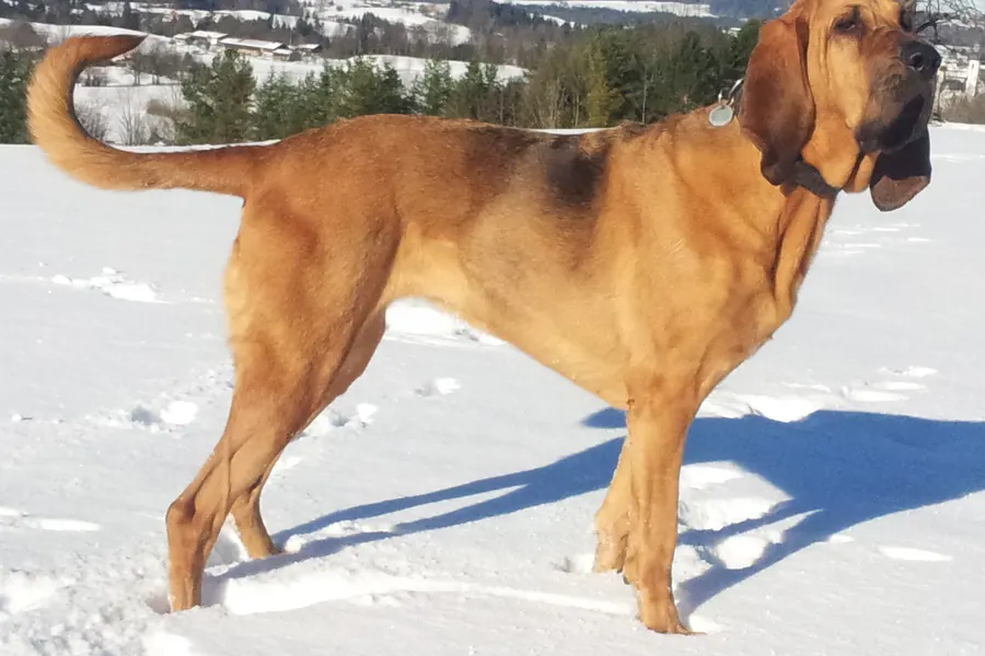 A Bloodhound, a large dog of the hound group
