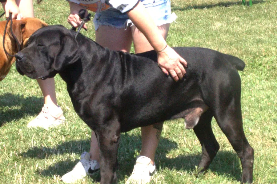 A Boerboel, a giant dog of the working group