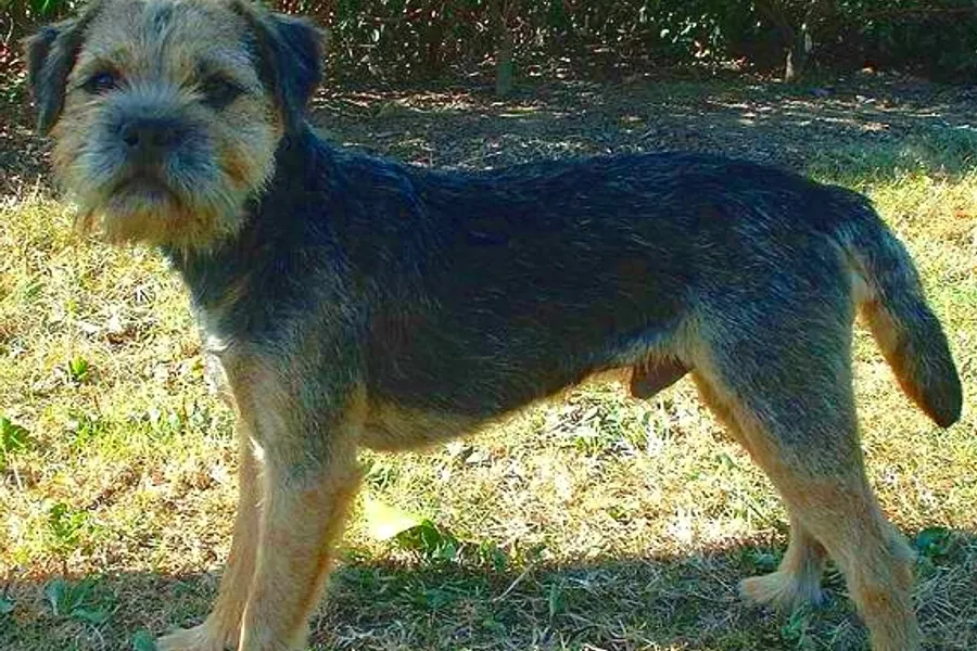 A Border Terrier, a small dog of the terrier group