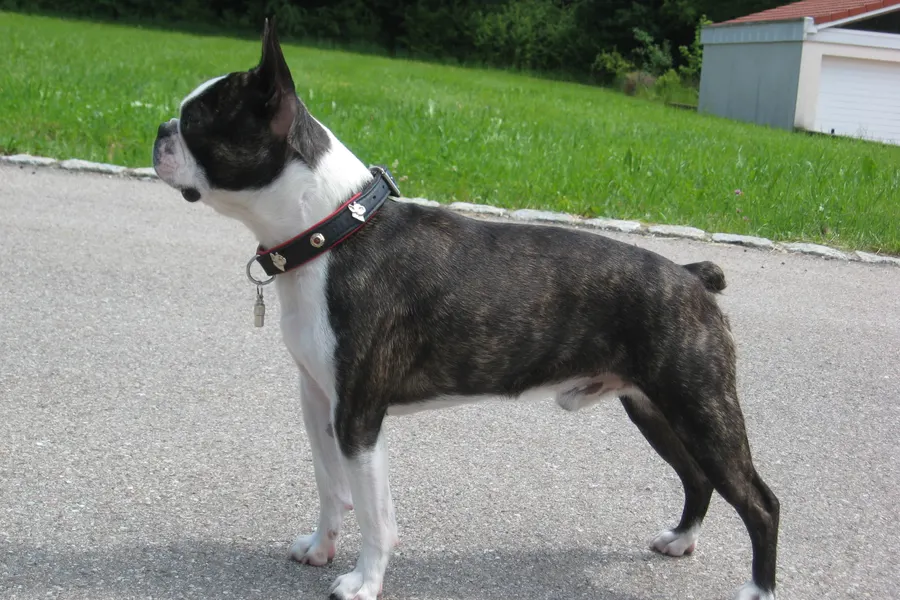 A Boston Terrier, a small dog of the non-sporting group
