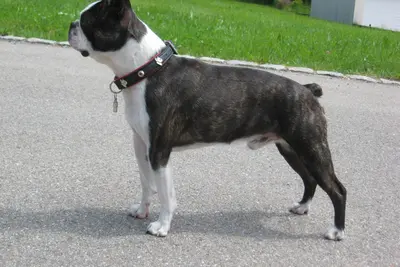 A Boston Terrier