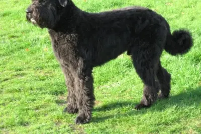 A Bouvier des Flandres