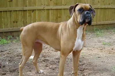 A Boxer