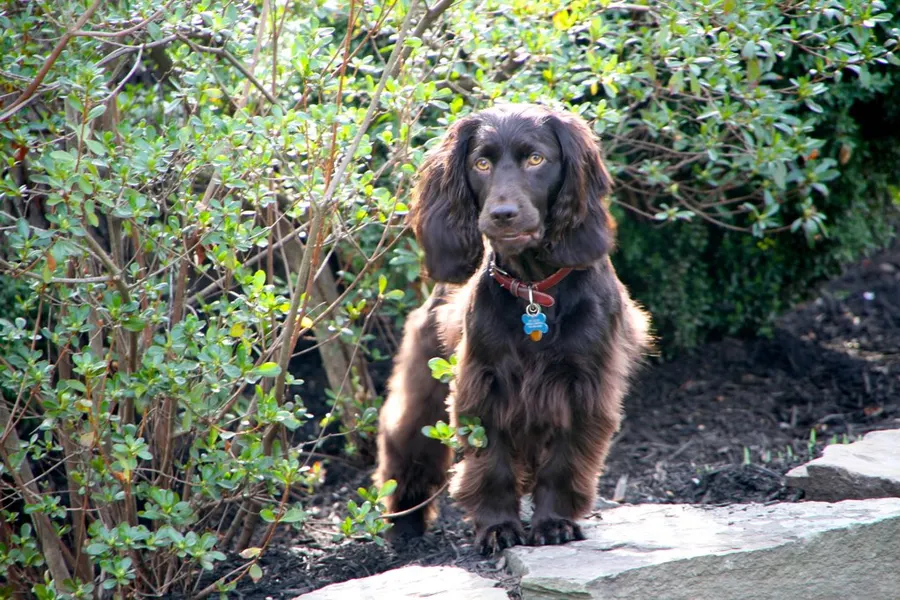 A Boykin Spaniel, a medium dog of the sporting group