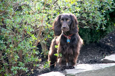 A Boykin Spaniel