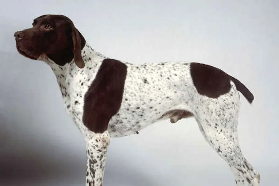 A Braque Francais Pyrenean, a medium dog of the foundation stock service group