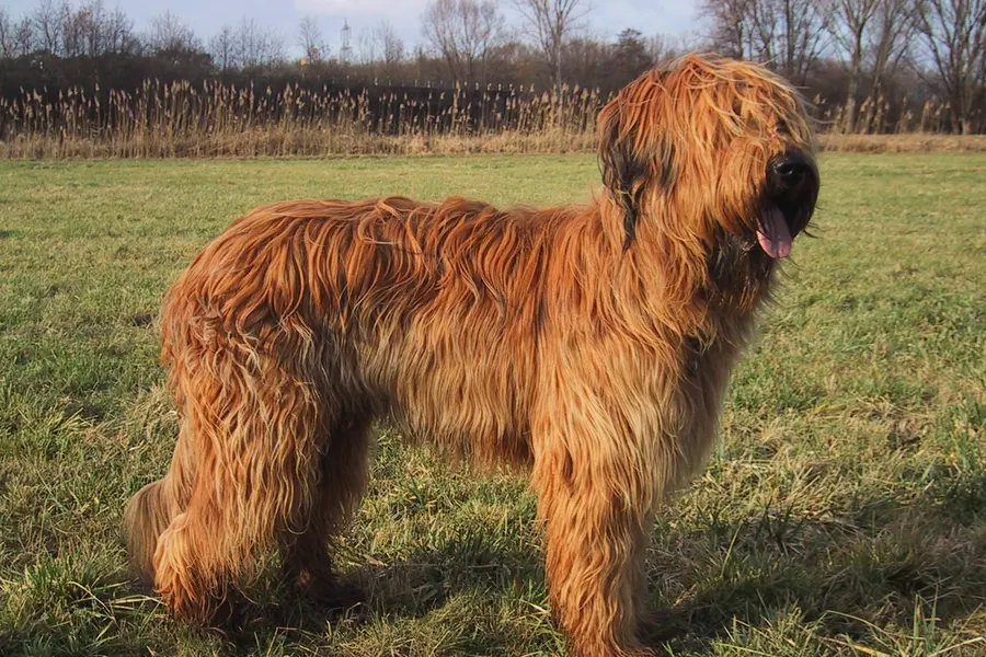 A Briard, a large dog of the herding group