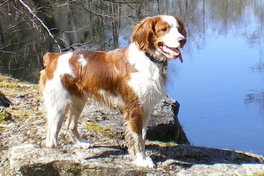 A Brittany, a medium dog of the sporting group
