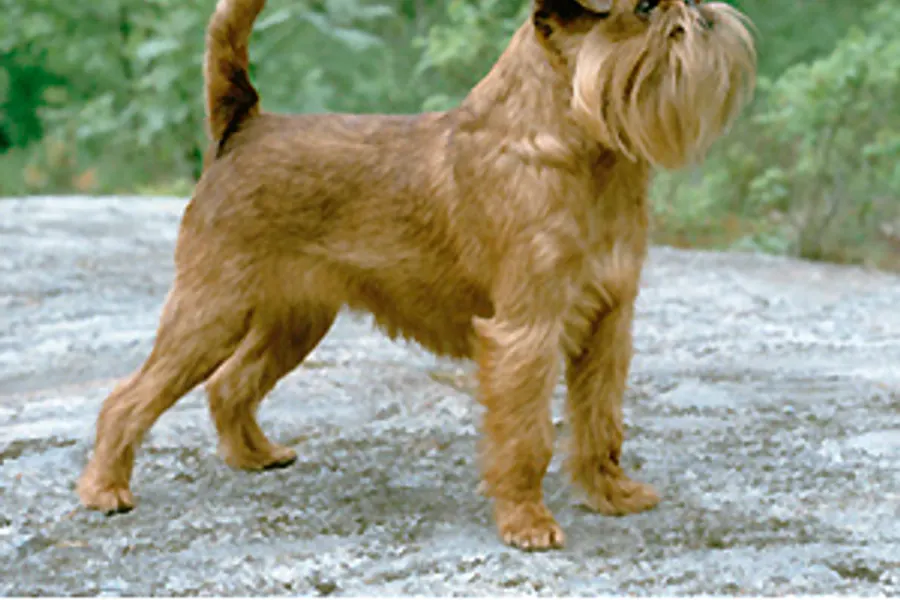 A Brussels Griffon, a toy dog of the toy group