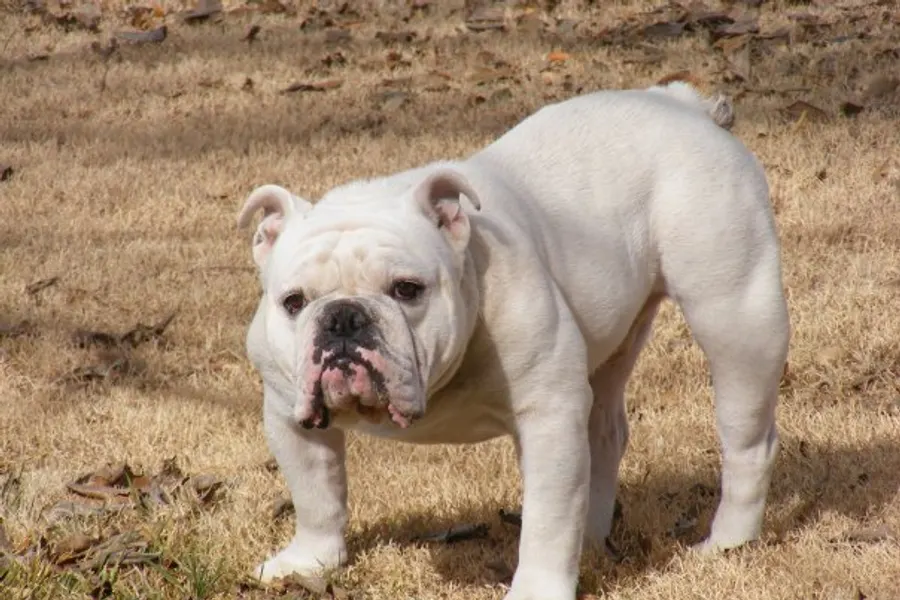 A Bulldog, a medium dog of the non-sporting group