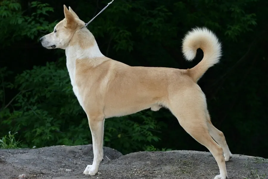 A Canaan Dog, a medium dog of the herding group