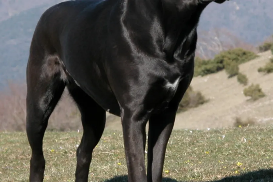 A Cane Corso, a large dog of the working group