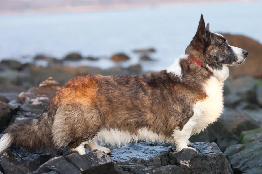 A Cardigan Welsh Corgi, a medium dog of the herding group