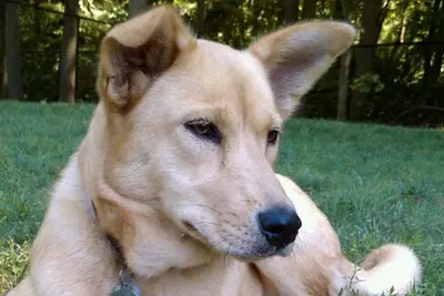 A Carolina Dog