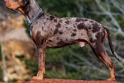 A Catahoula Leopard Dog