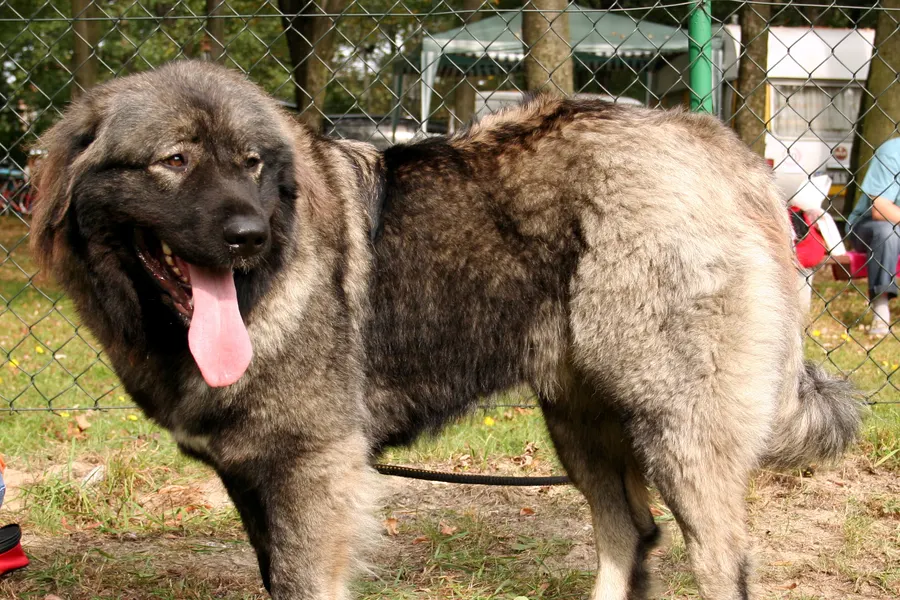 A Caucasian Shepherd Dog, a giant dog of the foundation stock service group